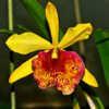 Keowee Newberry Orchid 001