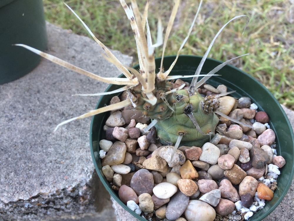 Photo of Papery Spine Cactus (Tephrocactus articulatus) uploaded by ricelg