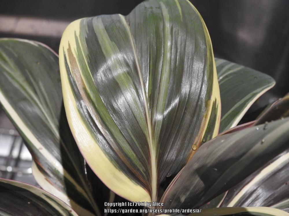 Photo of Hawaiian Ti Plant (Cordyline fruticosa 'Miss Andrea') uploaded by ardesia