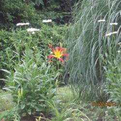 Location: My 6b garden
Date: 2017-07-02
New for 2017, single fans from Smokey's Daylilies. 90+ degree day