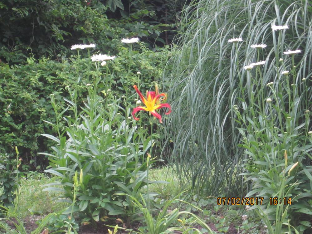 Photo of Daylily (Hemerocallis 'Red Ribbons') uploaded by beenthere