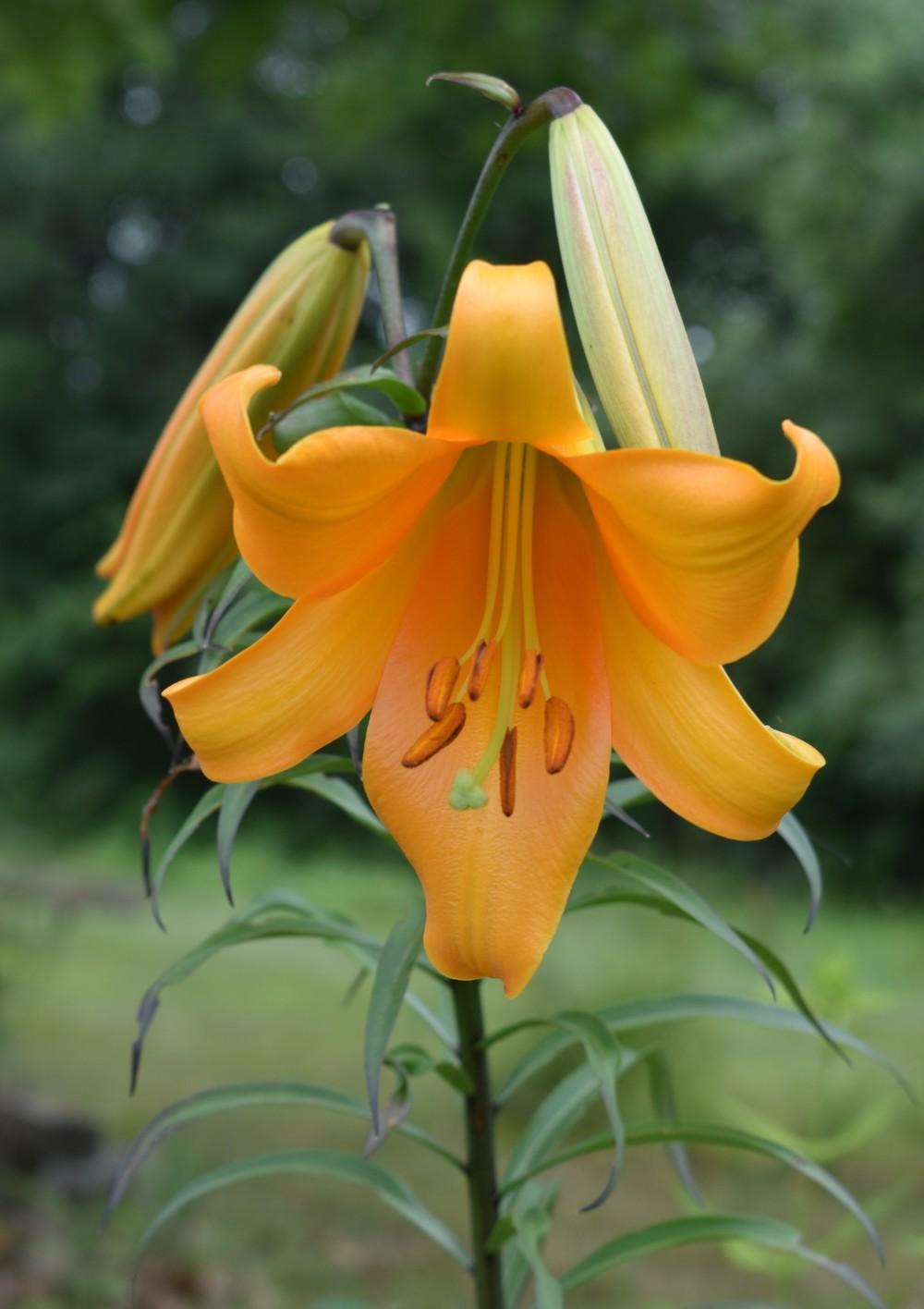 Photo of Lily (Lilium African Queen) uploaded by pixie62560