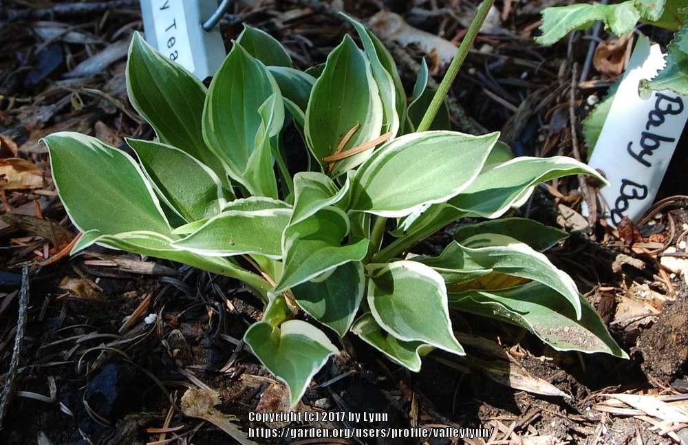 Photo of Hosta 'Baby Booties' uploaded by valleylynn