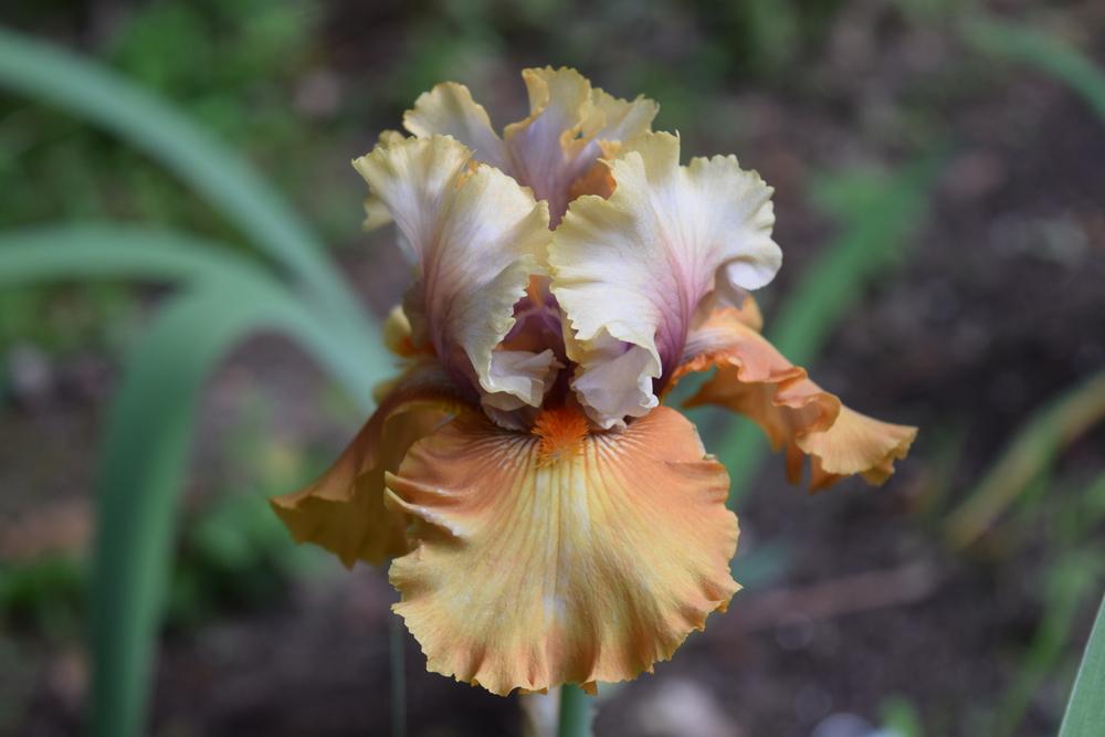 Photo of Tall Bearded Iris (Iris 'Cinderella's Secret') uploaded by Dachsylady86