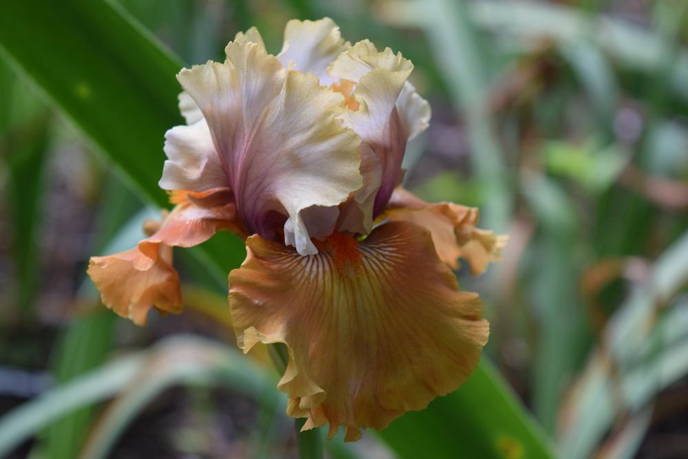 Photo of Tall Bearded Iris (Iris 'Cinderella's Secret') uploaded by Dachsylady86