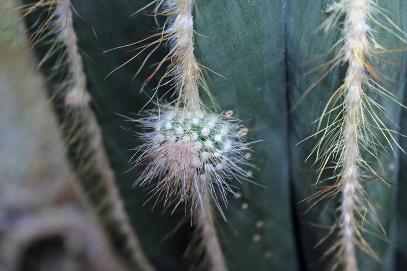 Photo of Ball Cactus (Parodia magnifica) uploaded by RuuddeBlock