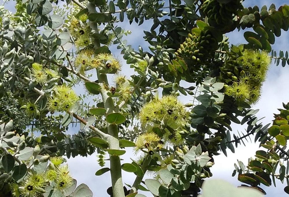 Photo of Kruse's Mallee (Eucalyptus kruseana) uploaded by cocoajuno