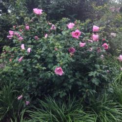 Location: My garden, Pequea, Pennsylvania 17565
Date: 2017-07-29