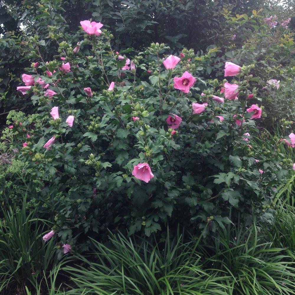 Photo of Rose Of Sharon (Hibiscus syriacus 'Aphrodite') uploaded by csandt