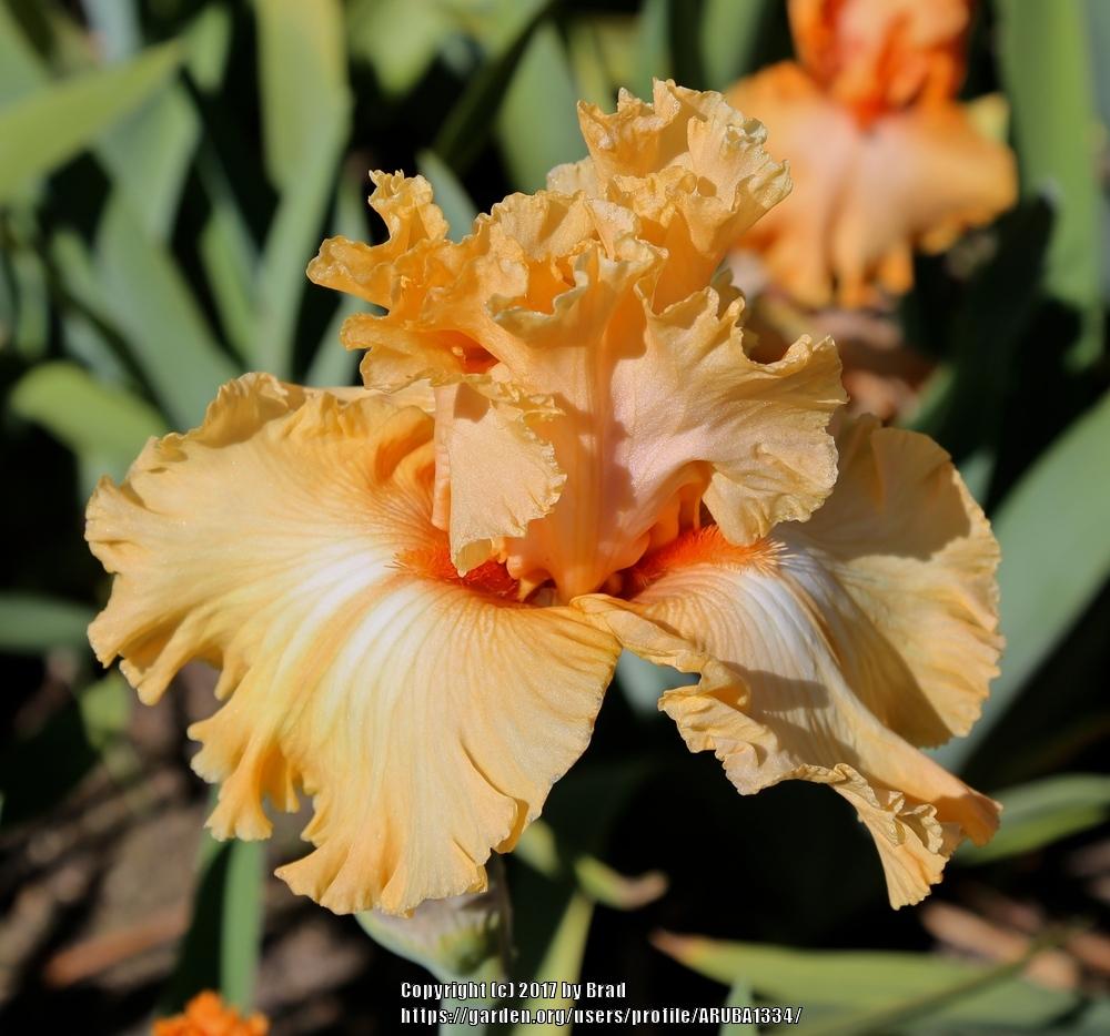 Photo of Tall Bearded Iris (Iris 'Orange Juice') uploaded by ARUBA1334