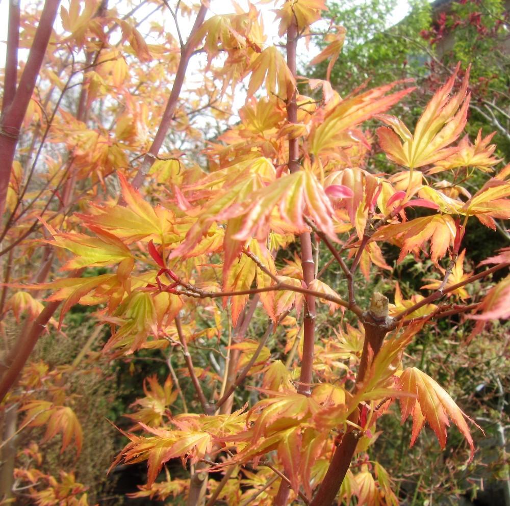 Photo of Japanese Maple (Acer palmatum 'Orange Dream') uploaded by Bonehead