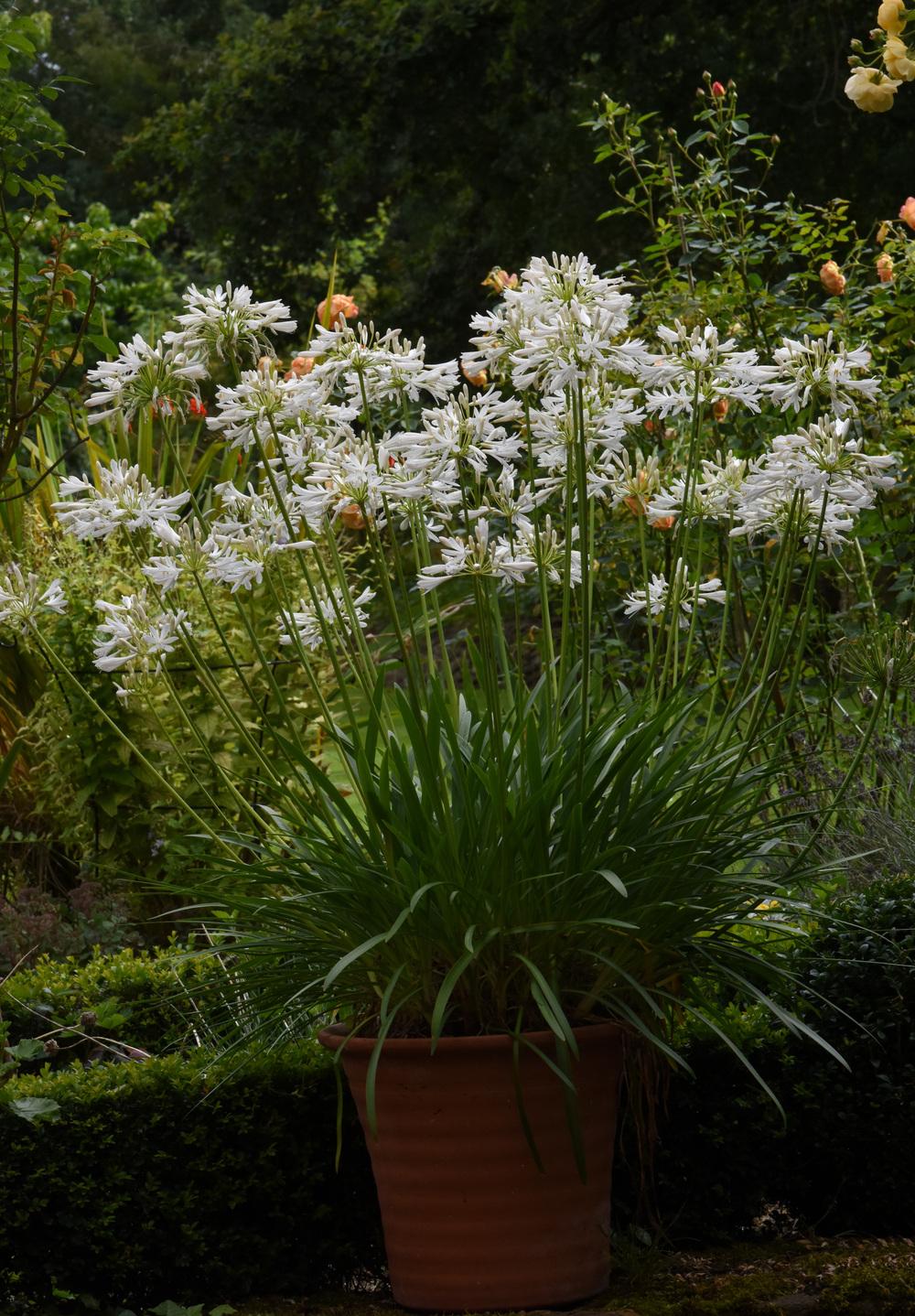 Photo of Lily of the Nile (Agapanthus africanus 'Albus') uploaded by cliftoncat