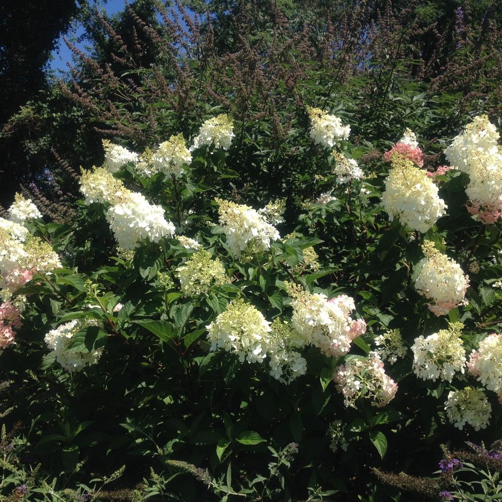 Photo of Panicle Hydrangea (Hydrangea paniculata First Editions® Vanilla Strawberry™) uploaded by csandt