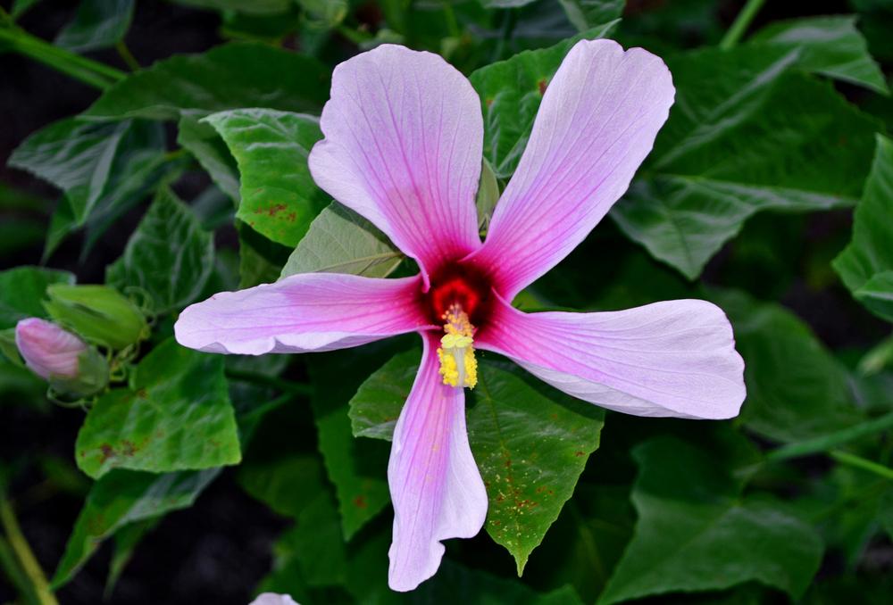 Photo of Large-Flowered Hibiscus (Hibiscus grandiflorus) uploaded by dawiz1753
