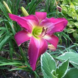 Location: My zone 5 garden.
Date: 2017-07-31
This is a beautiful plant outbloomed Webster's Pink Wonder in it'