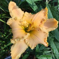 Location: My zone 5 garden.
Date: 2017-07-24
This a beautiful flower, but unfortuantely in my garden it only h