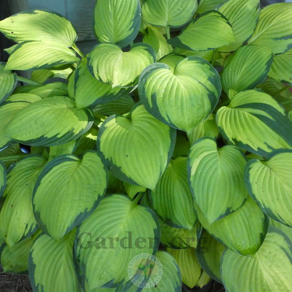 Photo of Hosta 'Stained Glass' uploaded by Patty
