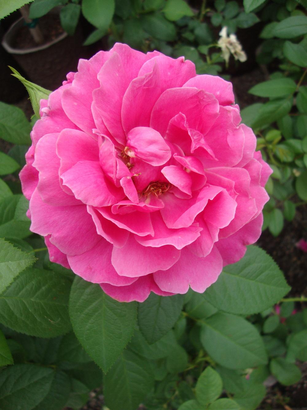 Photo of Rose (Rosa 'Pretty Lady Rose') uploaded by Paul2032
