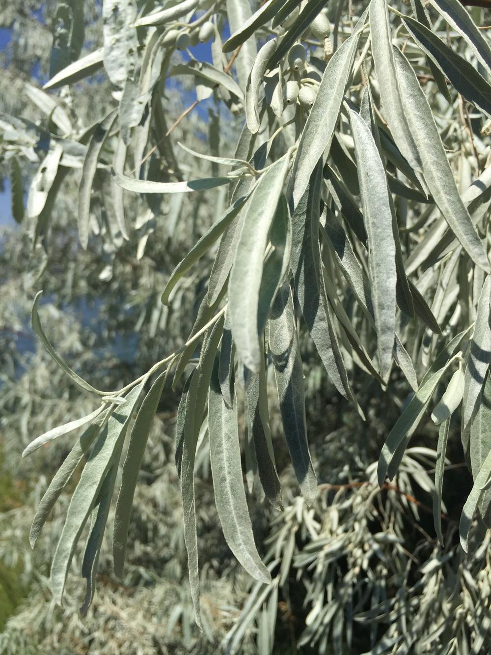 Photo of Russian Olive (Elaeagnus angustifolia) uploaded by SpringGreenThumb