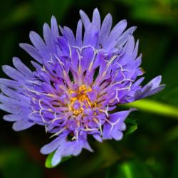 Location: Botanical Gardens of the State of Georgia...Athens, Ga
Date: 2017-08-01
Stokes Aster 003