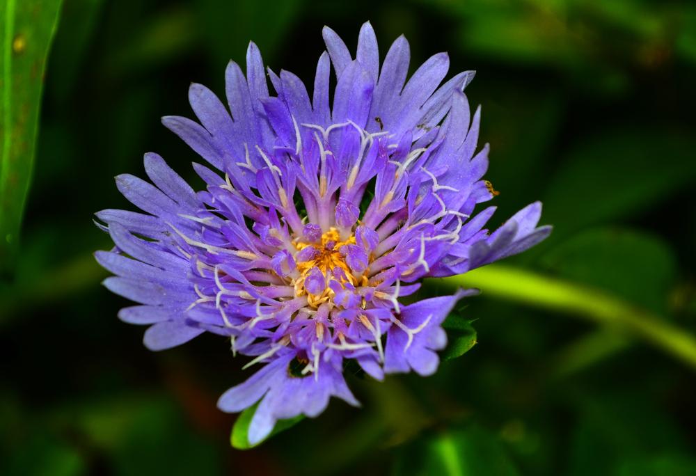 Photo of Stokes' Aster (Stokesia laevis) uploaded by dawiz1753