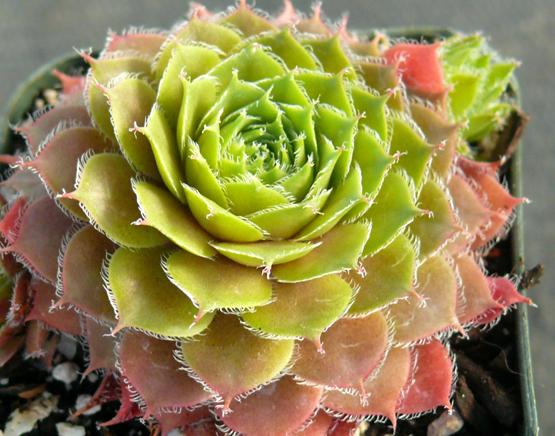 Photo of Hen and Chicks (Sempervivum 'Old Copper') uploaded by perennialobsessions