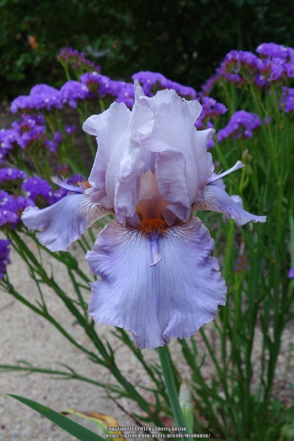 Photo of Tall Bearded Iris (Iris 'Awesome Alex') uploaded by Henhouse