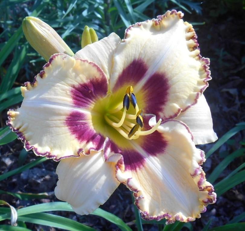Photo of Daylily (Hemerocallis 'King of the Ages') uploaded by Raven
