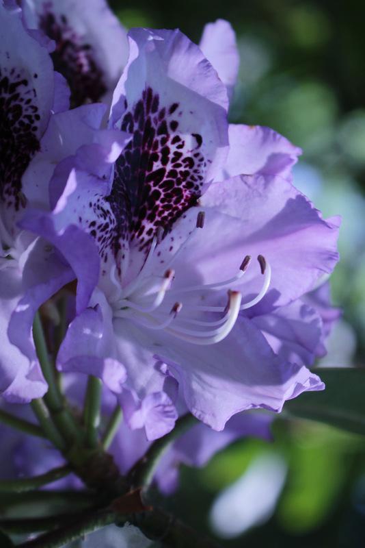 Photo of Rhododendron 'Blue Peter' uploaded by RuuddeBlock