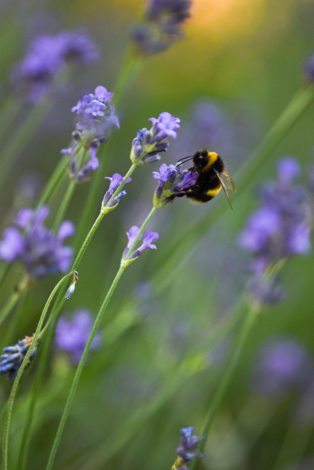 Photo of English Lavender (Lavandula angustifolia 'Hidcote') uploaded by cliftoncat