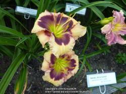 Thumb of 2017-08-02/daylilly99/7402ff