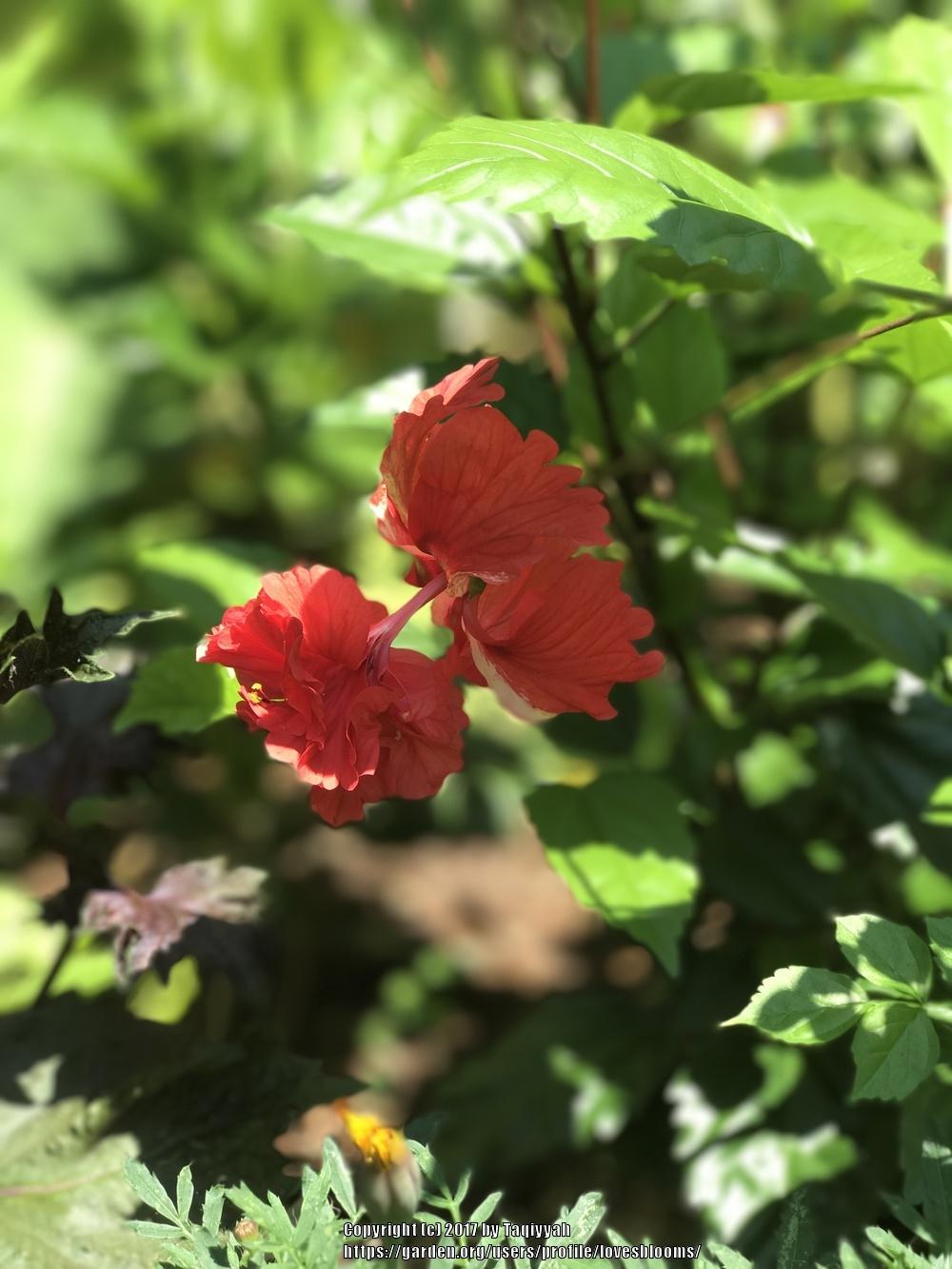 Photo of Tropical Hibiscus (Hibiscus rosa-sinensis 'El Capitolio Bloody Mary') uploaded by lovesblooms