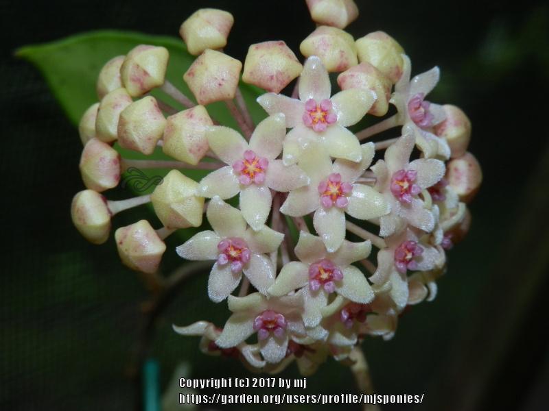 Photo of Wax Plant (Hoya hanhiae) uploaded by mjsponies