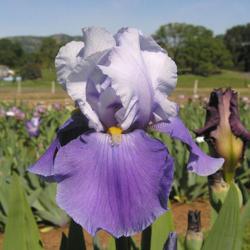 Location: Catheys Valley, CA
Date: 2007-04-13
Photo courtesy of Superstition Iris Gardens, posted with permissi