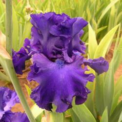 Location: Catheys Valley, CA
Date: 2010-05-26
Photo courtesy of Superstition Iris Gardens, posted with permissi