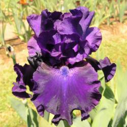 Location: Catheys Valley, CA
Photo courtesy of Superstition Iris Gardens, posted with permissi