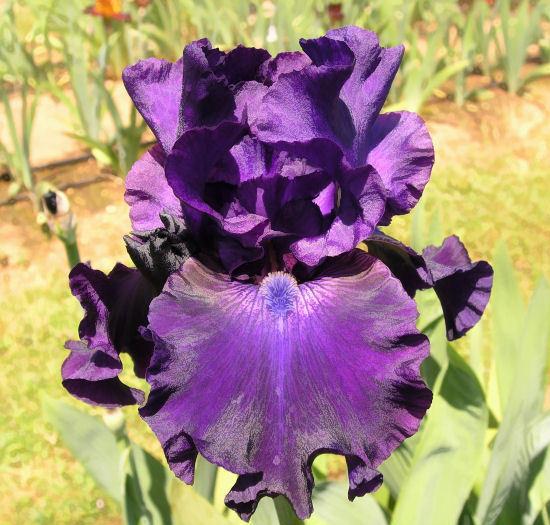 Photo of Tall Bearded Iris (Iris 'Mister Bigun') uploaded by Lestv