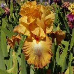 Location: Catheys Valley, CA
Photo courtesy of Superstition Iris Gardens, posted with permissi