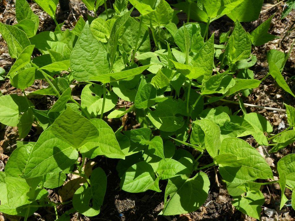 Photo of Bush Bean (Phaseolus vulgaris 'Calima') uploaded by Newyorkrita