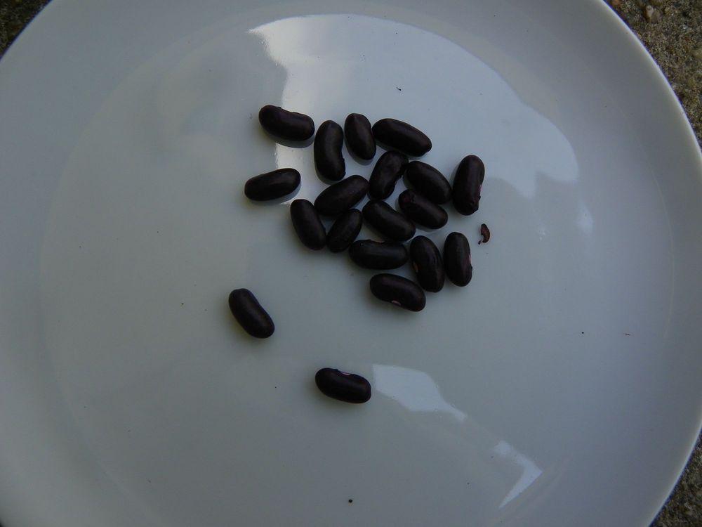 Photo of Snap Bean (String (Phaseolus vulgaris 'Black Seeded Blue Lake') uploaded by Newyorkrita