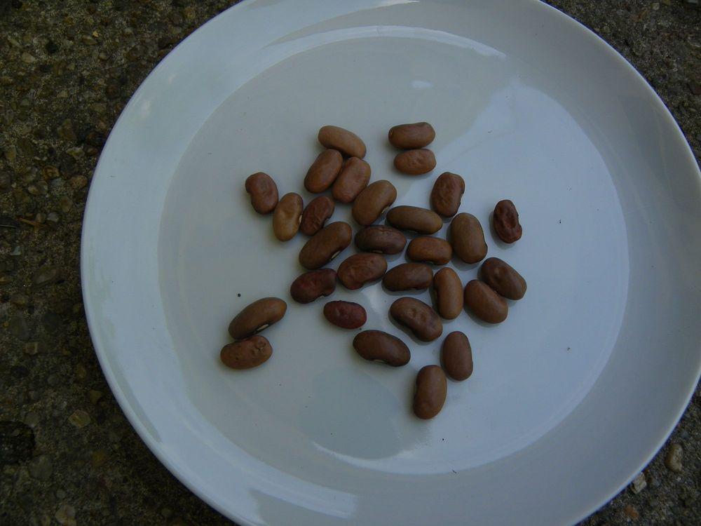 Photo of Pole Bean (Phaseolus vulgaris 'Kentucky Wonder') uploaded by Newyorkrita