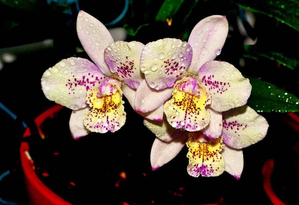 Photo of Orchid (Brassacathron Aka's Aloha 'Dream Dust') uploaded by dawiz1753
