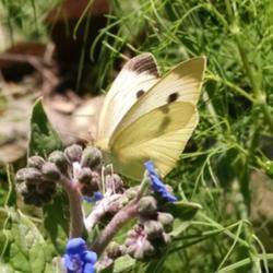 Location: Athol, MA
Date: 2017-08-03
#Pollination   Cabbage White Butterfly