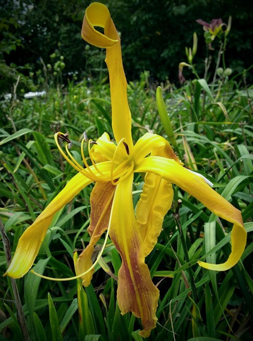 Photo of Daylily (Hemerocallis 'Watchyl Dancing Spider') uploaded by Heart2Heart