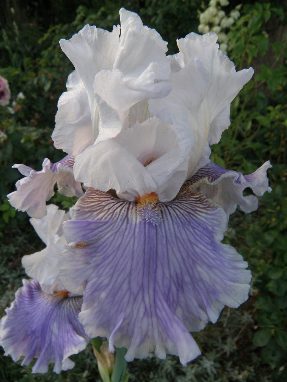 Photo of Tall Bearded Iris (Iris 'Gallic Softness') uploaded by IrisLilli