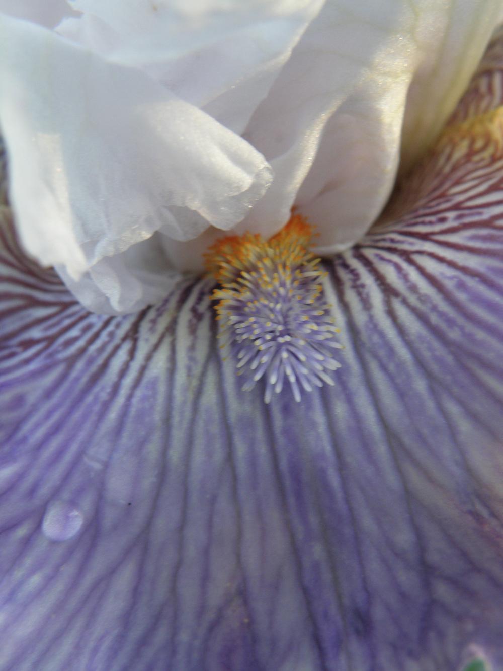 Photo of Tall Bearded Iris (Iris 'Gallic Softness') uploaded by IrisLilli