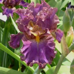 Location: Catheys Valley, CA
Date: 2007-05-20
Photo courtesy of Superstition Iris Gardens, posted with permissi