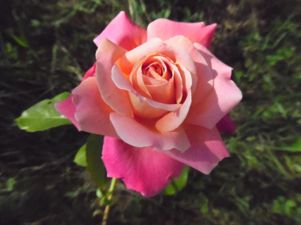 Photo of Rose (Rosa 'Granada') uploaded by Prosedda