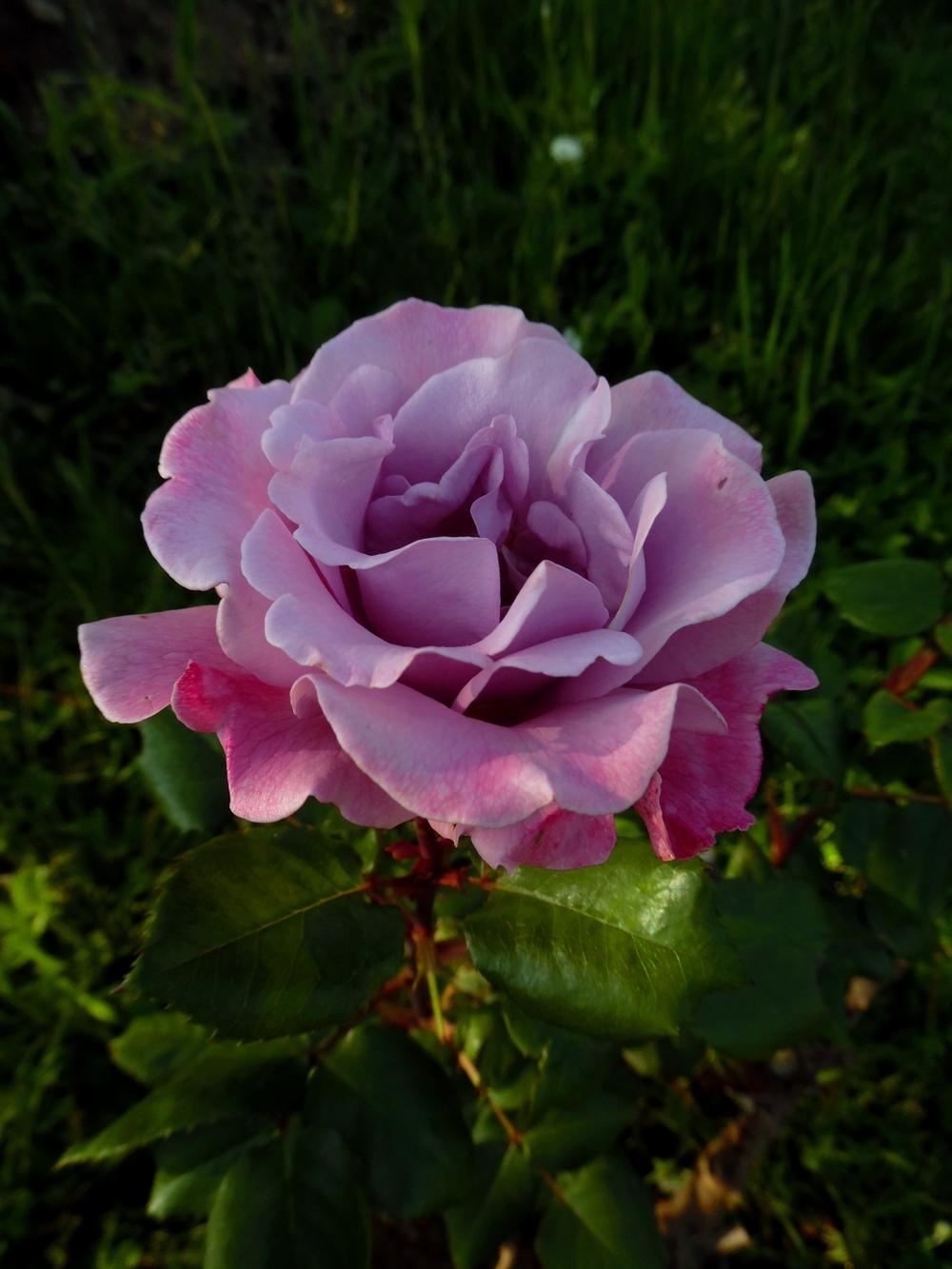 Photo of Rose (Rosa 'Angel Face') uploaded by Prosedda