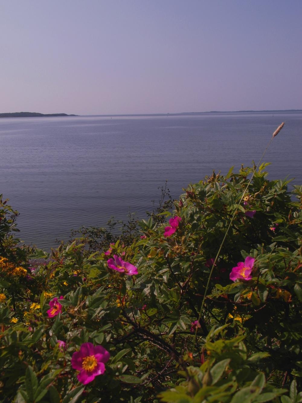 Photo of Beach Rose (Rosa rugosa) uploaded by Prosedda